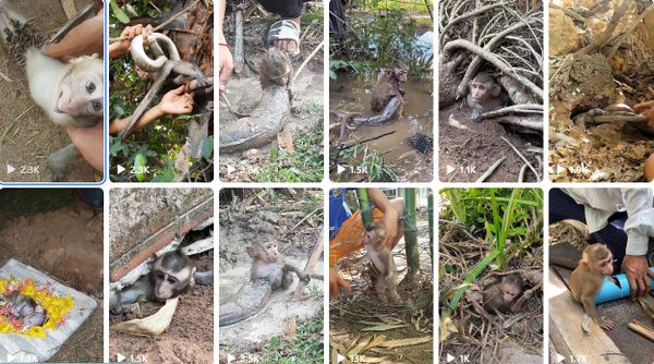 Reddingsvideo's van dieren blijken geregeld nep: 'Makers brengen bewust weerloze dieren in gevaar'