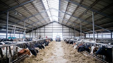 'Milieuregels veehouderij werken averechts'