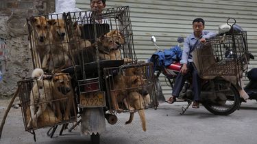 'Verbod op hondenvlees bij omstreden Yulin festival'
