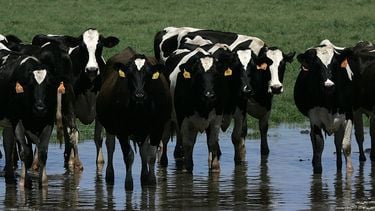 ‘Meldpunt hittestress’ voor dieren in de vee-industrie
