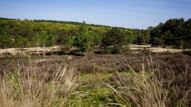 UGCHELEN - Heide in natuurgebied 't Leesten, tijdens een perswandeling van Brandweer Nederland. Tijdens een campagne wordt er stilgestaan bij het voorkomen van natuurbranden. Door de aanhoudende droogte is in het hele land het risico op natuurbranden groot. ANP SEM VAN DER WAL