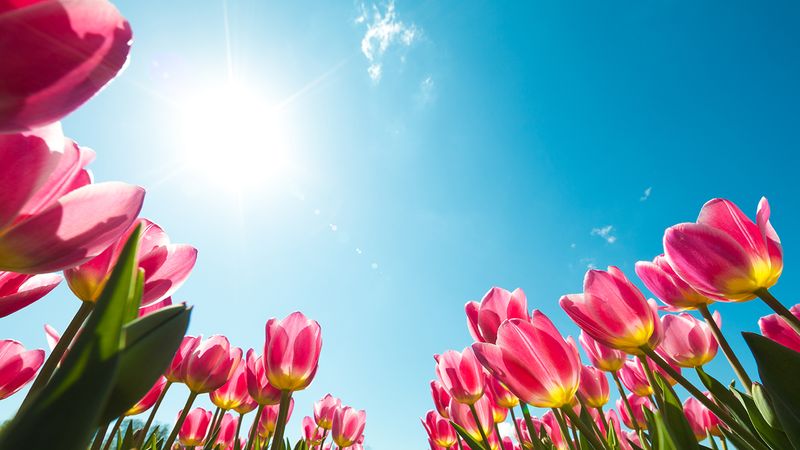 zon