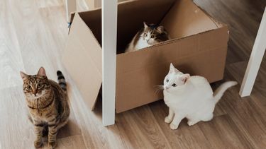 katten in dozen