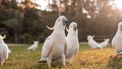 Tientallen vogels vergiftigd: vallen uit de lucht