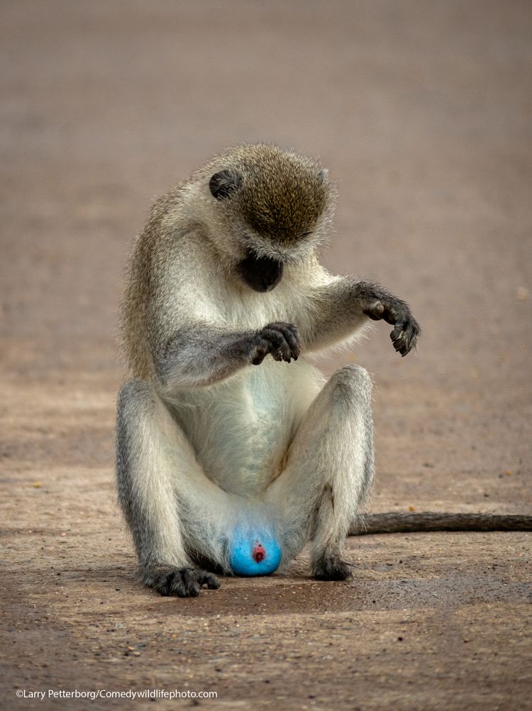 Just checking - The Comedy Wildlife Photography Awards 2021 / Larry Petterborg 