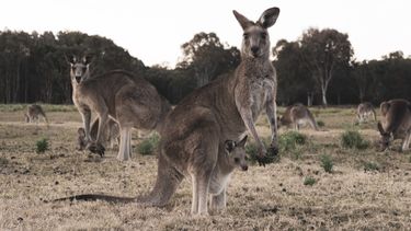 Twintig kangoeroes met opzet doodgereden