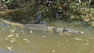 Krokodil verdacht van dood dementerende vrouw