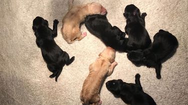 Gezinsuitbreiding voor de Oranjes: 7 puppy's geboren