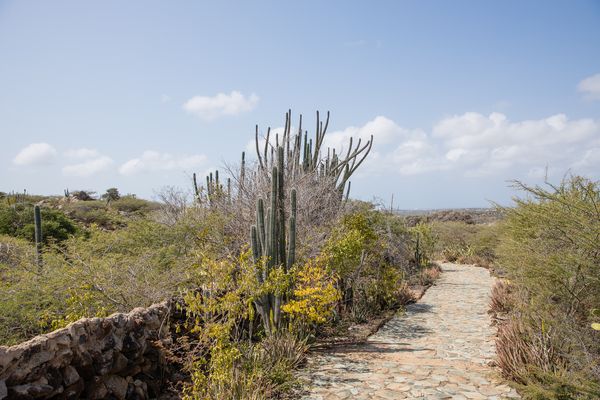 Aruba jako cel podróży dla osób dbających o zdrowie: jak uzyskać pełnię wypoczynku podczas wakacji na Karaibach