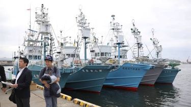 Japanse walvisvaarders na 31 jaar weer op jacht