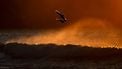 Seagulls fly as the sun rises over Bondi Beach in Sydney on September 19, 2025. 
Saeed KHAN / AFP