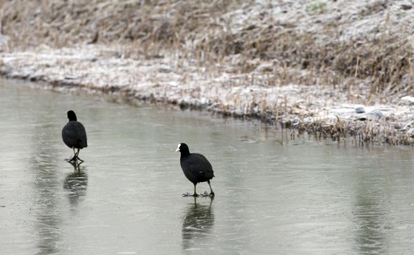Watervogels hebben het zwaarder in de winter - ANP