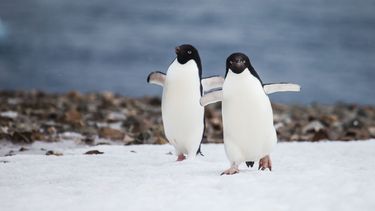 Anderhalf miljoen Adeliepinguïns ontdekt op Zuidpool