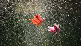 regen nat