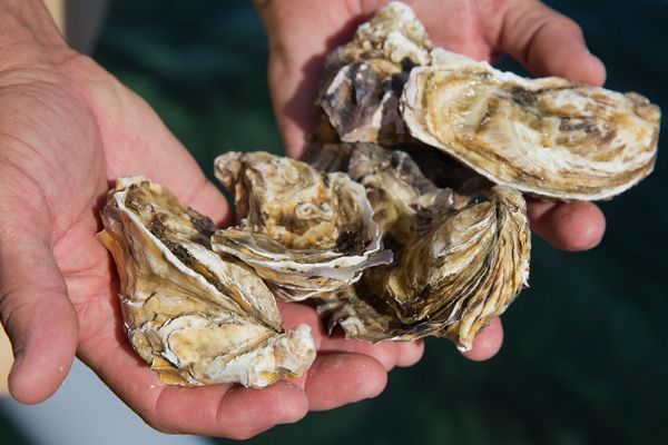Water haven Texel troebel door klaarkomende oesters