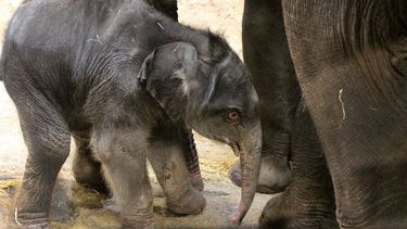 Baby olifantje geboren in Artis