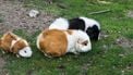 Cavia's in plastic bak gedumpt op bedrijventerrein 