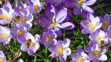krokus krokussen lente