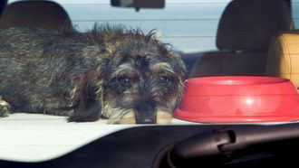 Petitie: zwaardere straffen voor hond in hete auto 