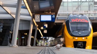 Treinen ns reizen perron utrecht centraal