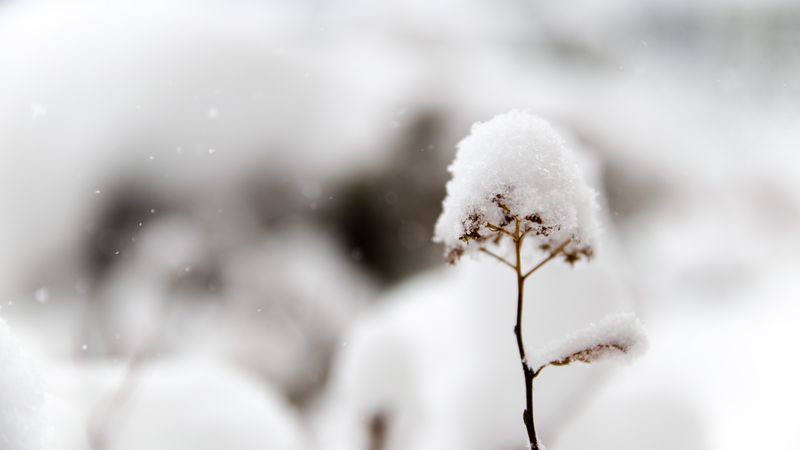 sneeuw, winterse buien, sneeuwval, sneeuwstorm, weersomslag
