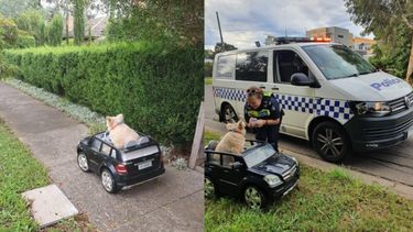 Politie houdt 'joy-ridende' hond staande