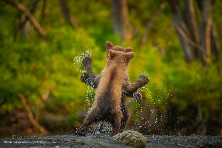 Let's Dance - The Comedy Wildlife Photography Awards 2021 / Andy Parkingson
