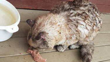 Doodgewaande kat overleeft Australische bosbranden