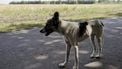 Nederlander kiest steeds vaker voor zwerfhond