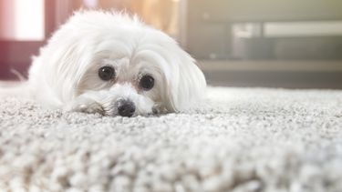 Door dit tapijt is koppel altijd hun hondje kwijt