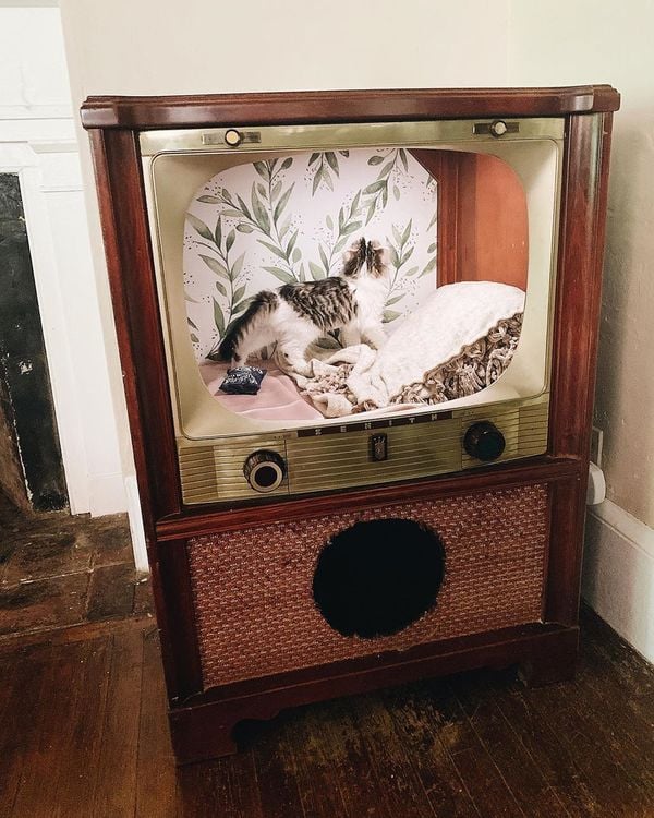 Een foto van een kat in een oude tv
