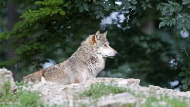 wolf hond aangelijnd wolven