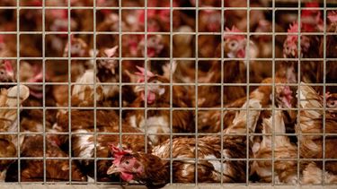 2020-10-23 09:41:37 BARNEVELD - De kippen van pluimveehouder Theo Bos moeten binnenblijven. Commerciele pluimveehouders moeten hun kippen voorlopig binnenhouden. De plicht geldt voor boeren die minstens 250 kippen houden. ANP SANDER KONING