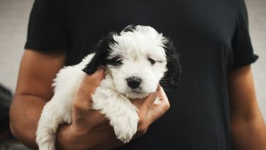 Hoeveel invloed een huisdier op het baasje heeft en nog veel meer dierendag-weetjes