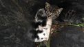 Kittens gedumpt in gft-bak