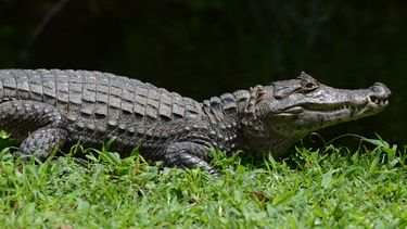 Man uit Helmond heeft tamme krokodil als huisdier