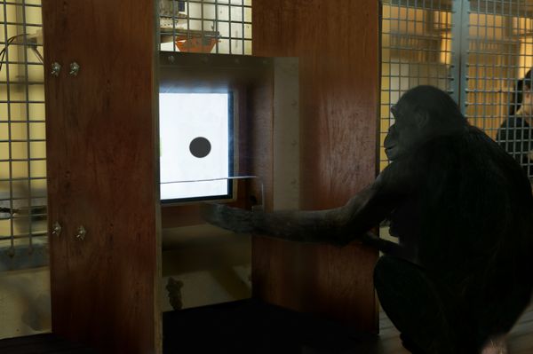 Tinder voor orang-oetans: op zoek naar de ideale aap