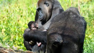Voor het eerste gorilla geboren in Beekse Bergen