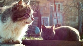 Internationale Kattendag: de katten van onze lezers