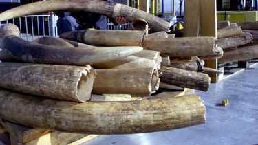  03 april - Groot-Brittannië verbied verkoop ivoor
