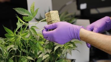 cannabis