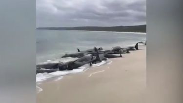 150 grienden aangespoeld op Australisch strand