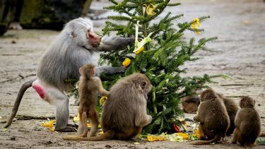 Kerstdiner dieren Beekse Bergen
