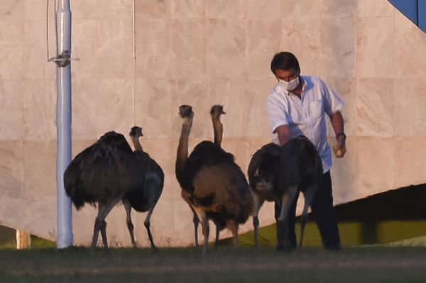 Een foto van de president van Brazilië die emoes voert