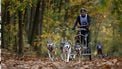 Sledehondenraces in de Brabantse bossen