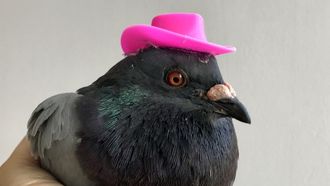 duif roze hoedje amsterdam pride vastgelijmd