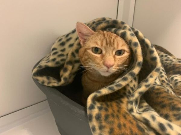 Kat met kanker zoekt huisje voor laatste dagen