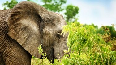 Jaar lang geen olifanten gedood in Afrikaans park
