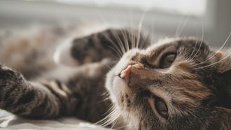 kat, katten, huisdieren