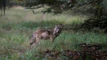 VELUWE - Een wolf op de Veluwe, vastgelegd door natuurfotograaf Otto Jelsma. De hobbyfotograaf kwam een zeldzame roedel met vijf wolven tegen tijdens een wandeling op de Veluwe. Wolven laten zich in Nederland bijna nooit zien in groepsverband. ANP OTTO JELSMA